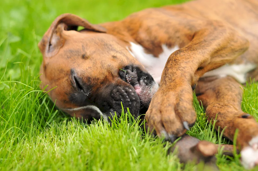 Breed of boxer.