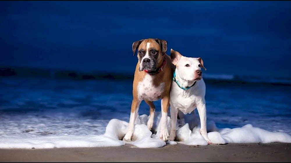 Boxer dog