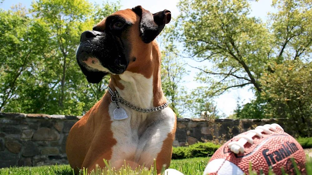 Boxer dog