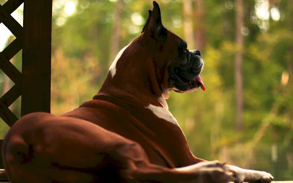 Pitbull dog with uncut shorthair