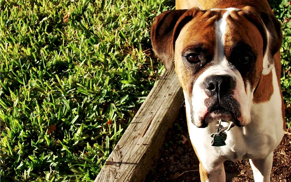 Breed Boxer dog