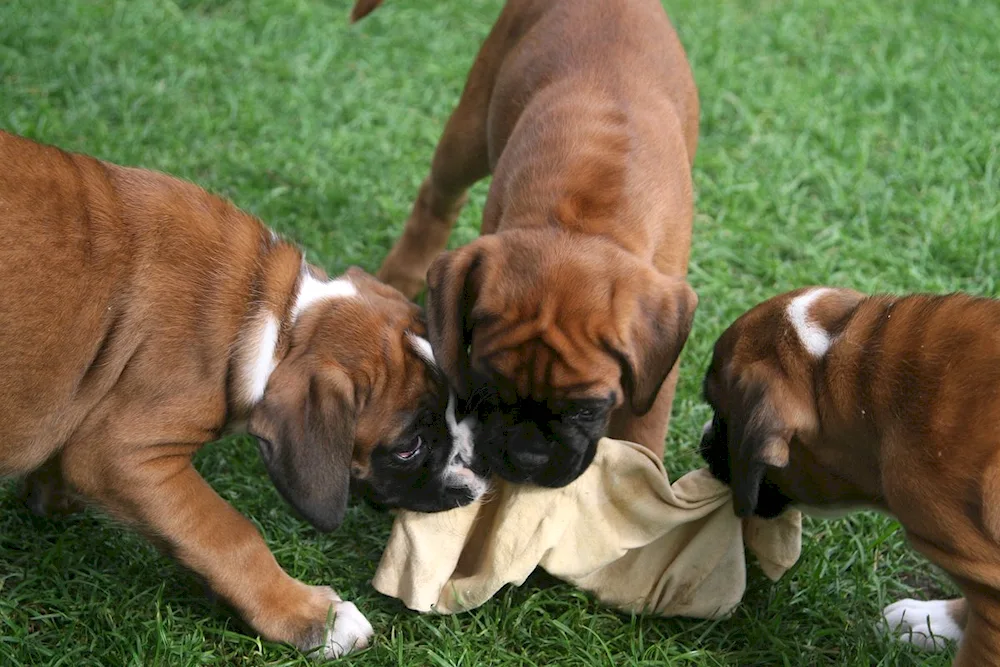 Boxer dog