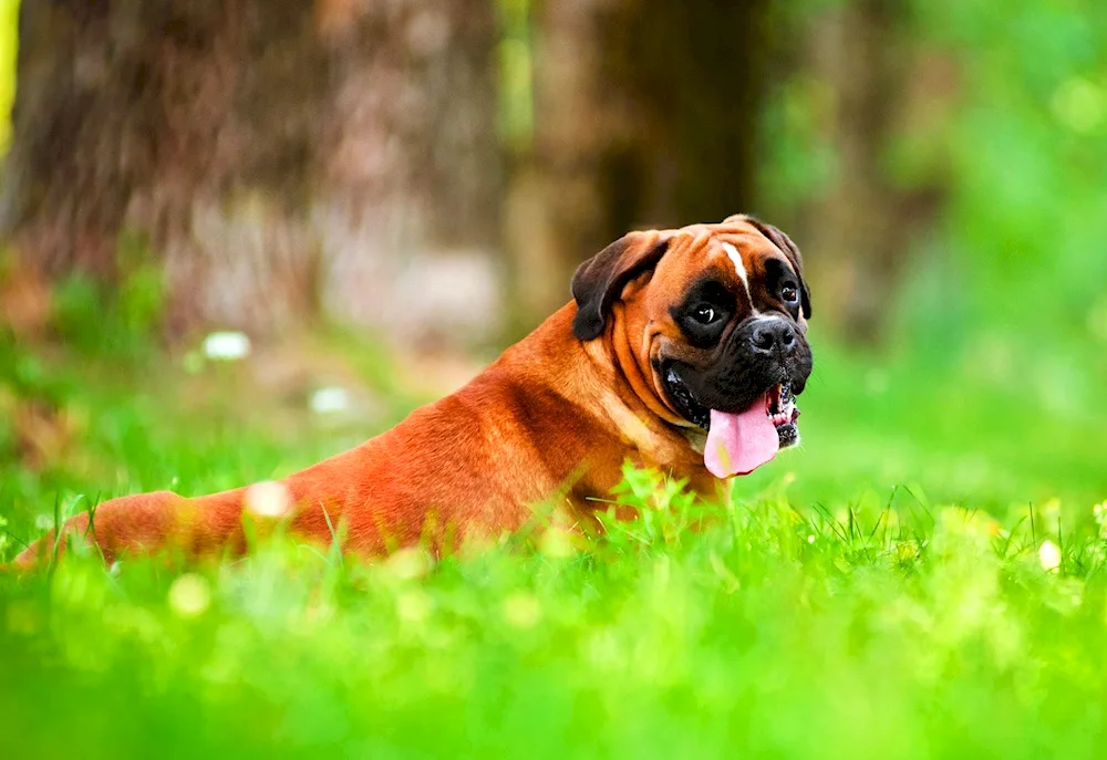 Breed Boxer dog