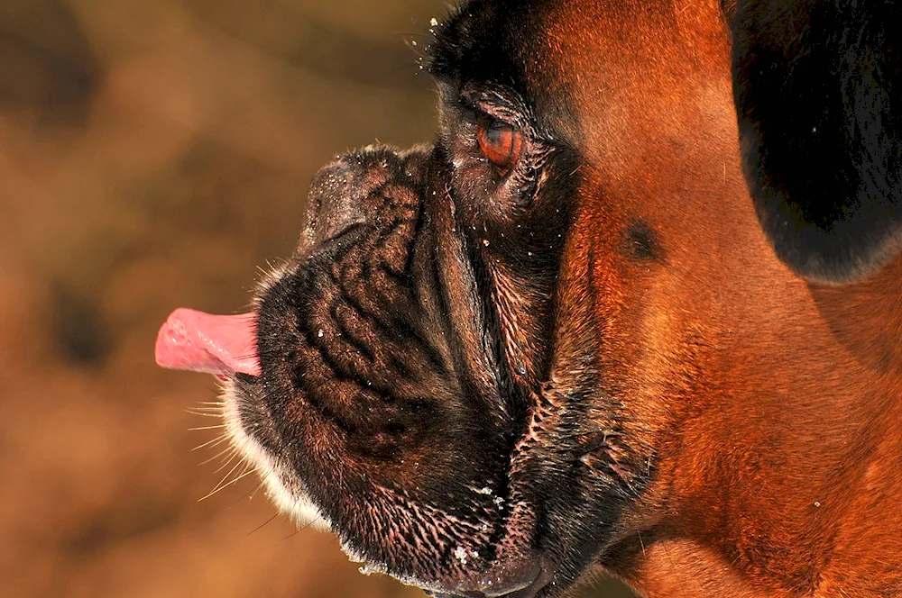 German boxer