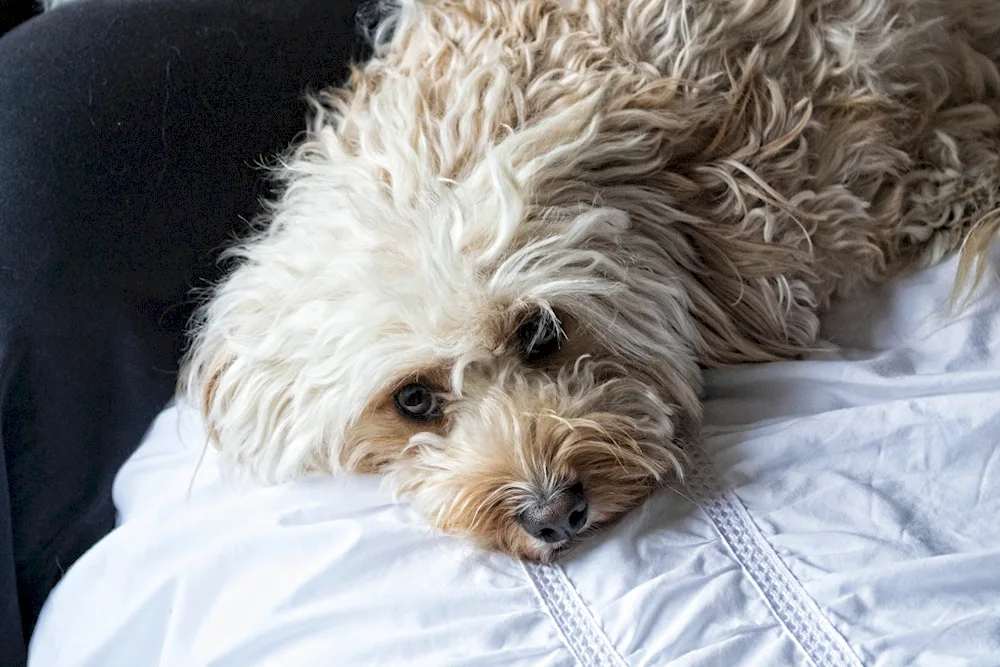 Maltipoo dog