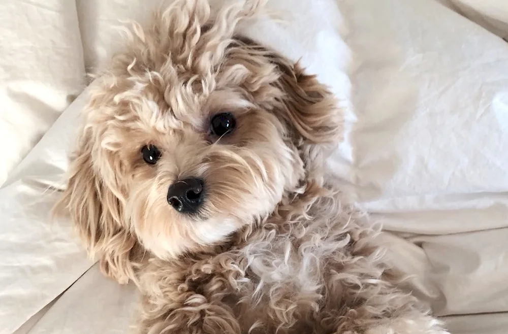 Bolonka maltipoo