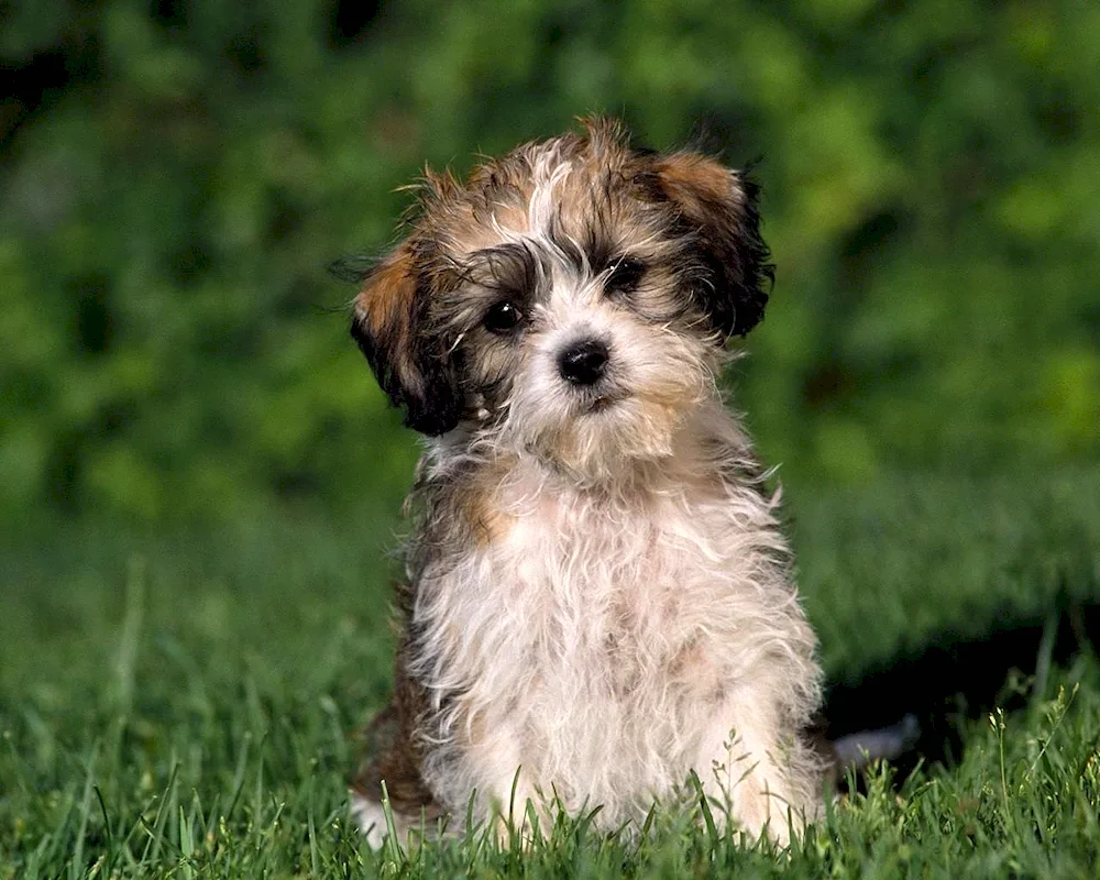 Shih-. tzu