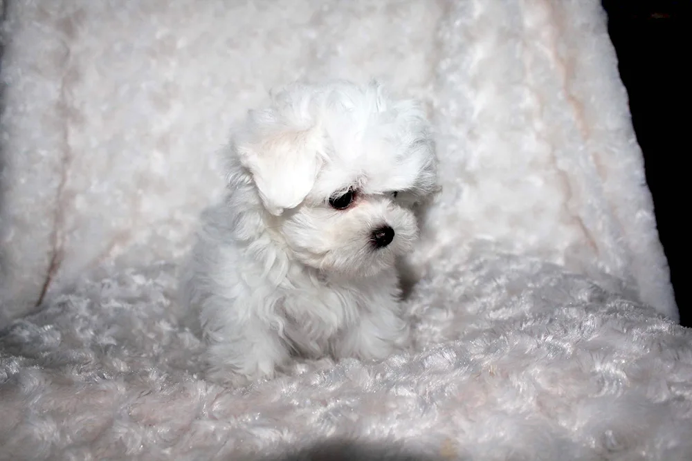 Mongrel Maltipoo