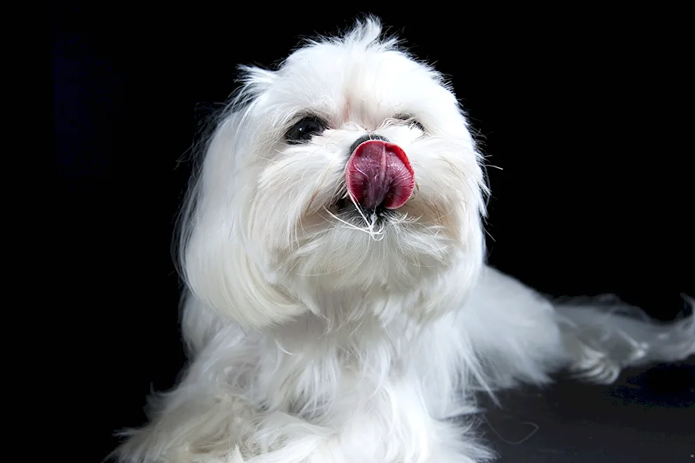 Gavanese Bichon chocolate