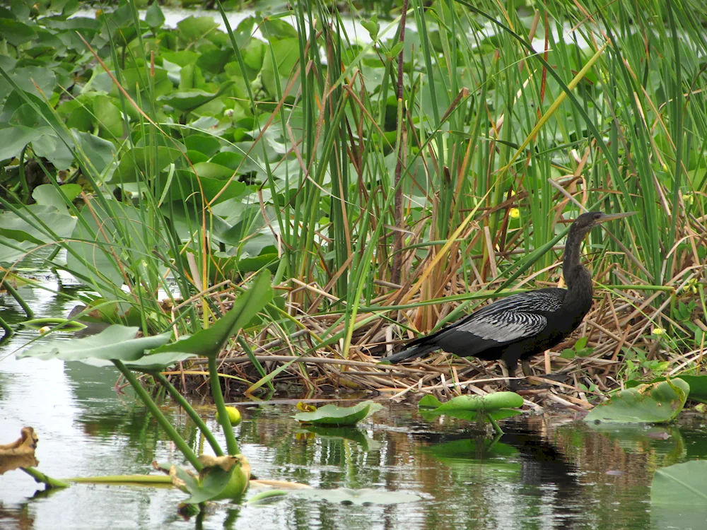 Goliath heron