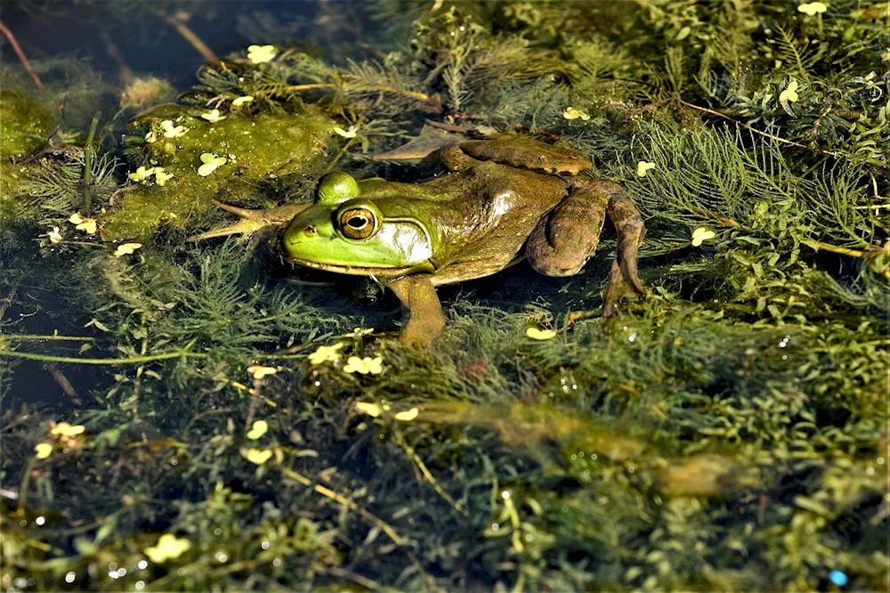 Marsh Toad