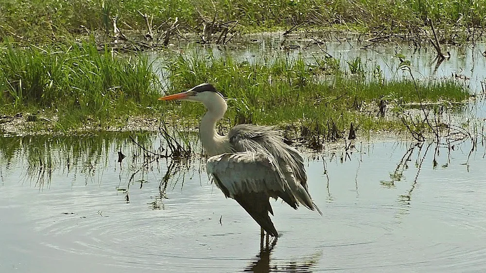 Grey heron Ardea purpurea