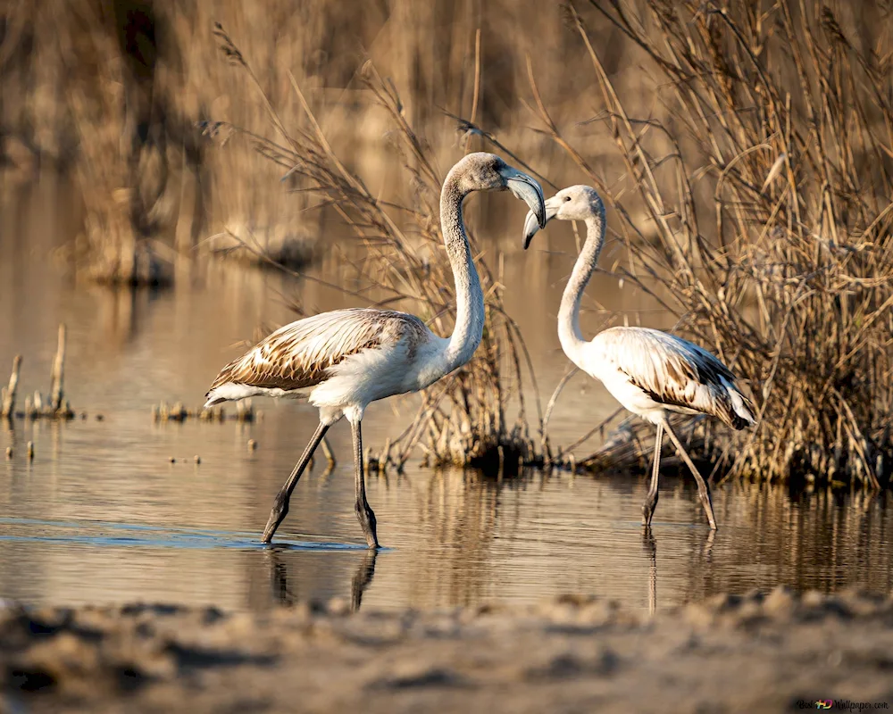 Everglades marsh birds