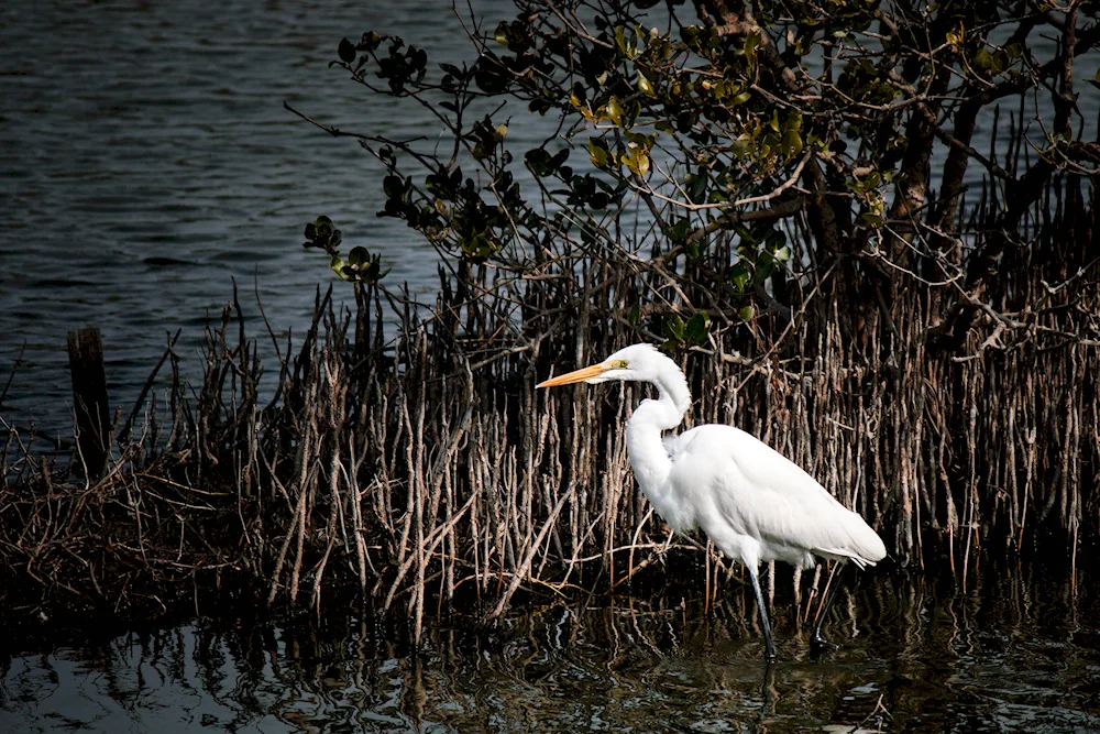 Grey heron Lake Splescheyevo