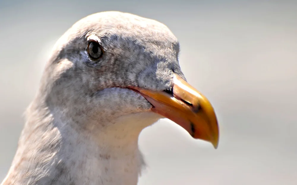 Big white gull with yellow beak