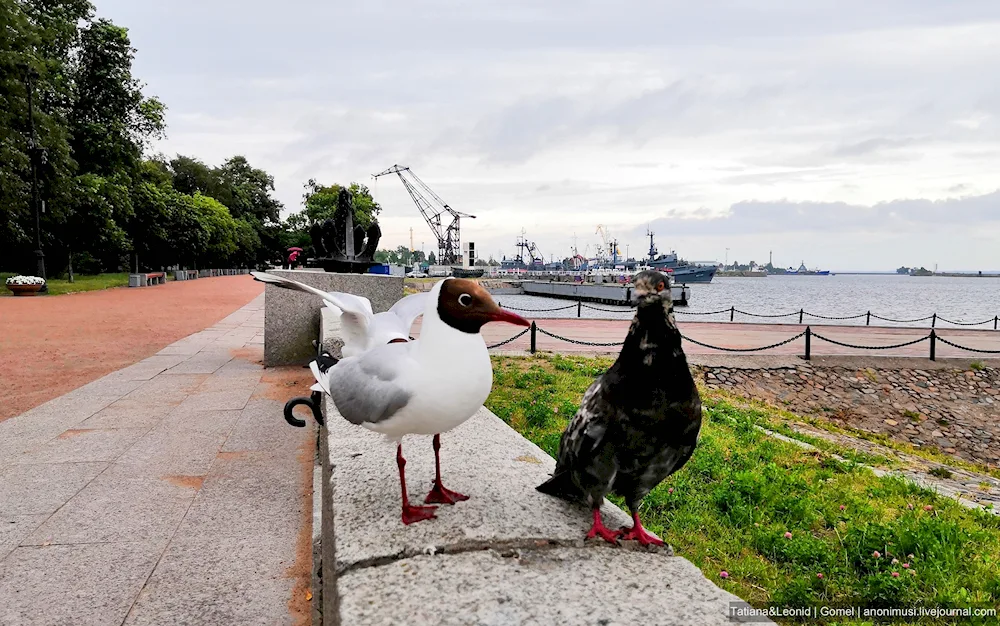 Gulls of St. Petersburg