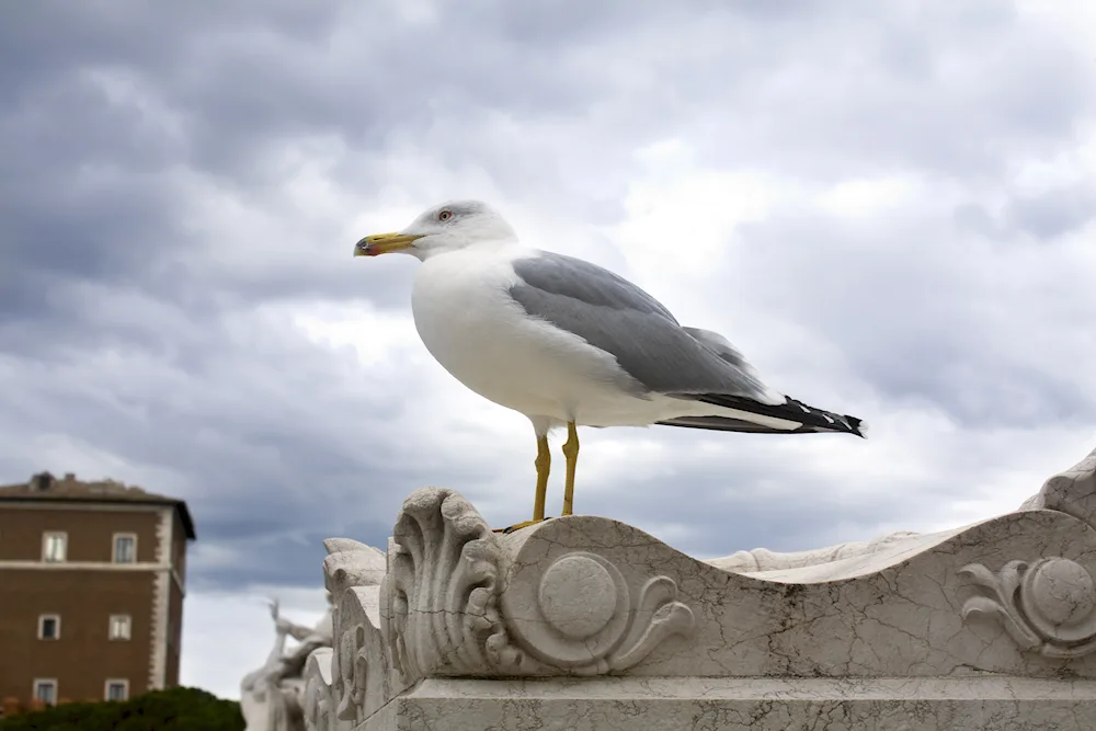 Gulls