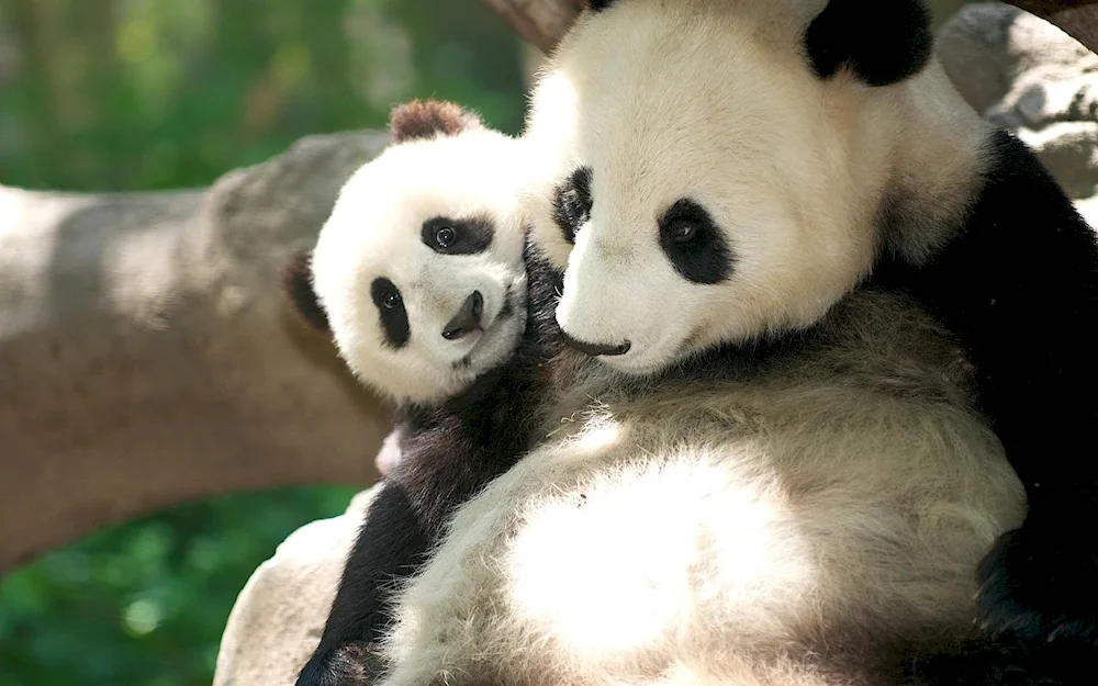 Big Panda