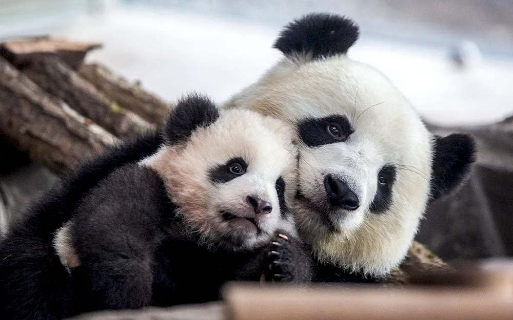 Big Panda with cub