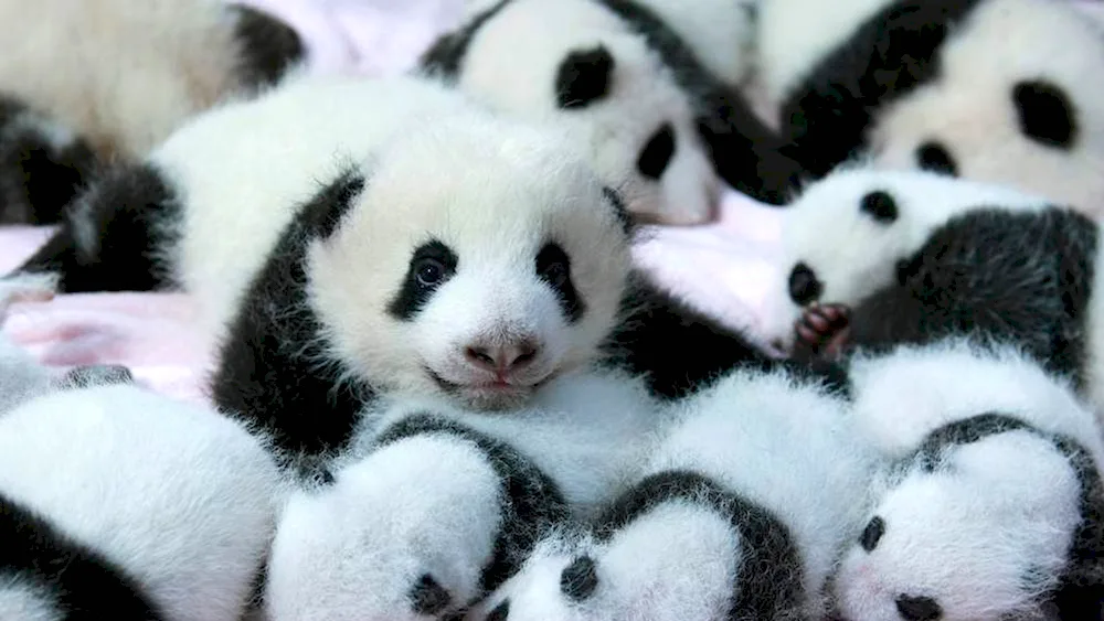 Pandas with baby animals