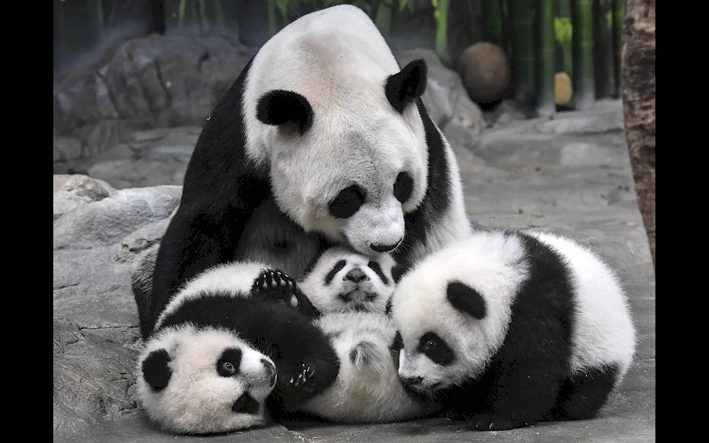 Bamboo bear