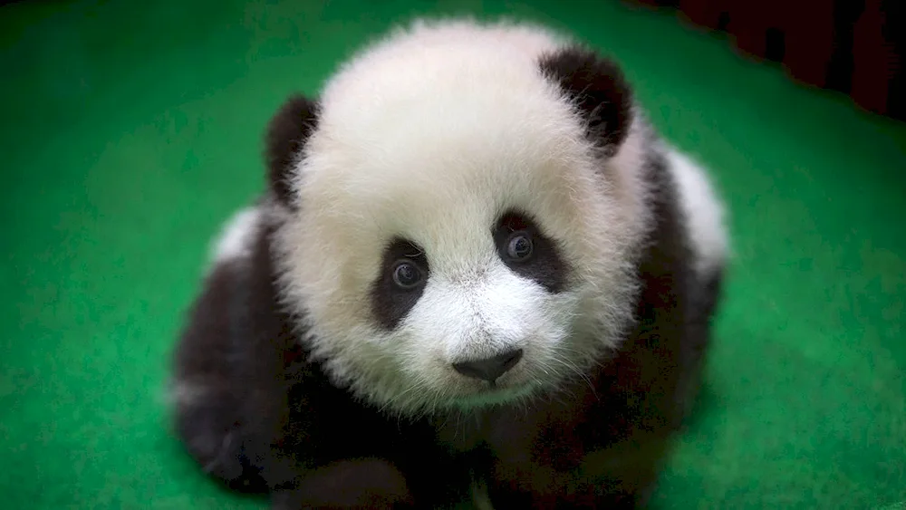 Big Panda with cub