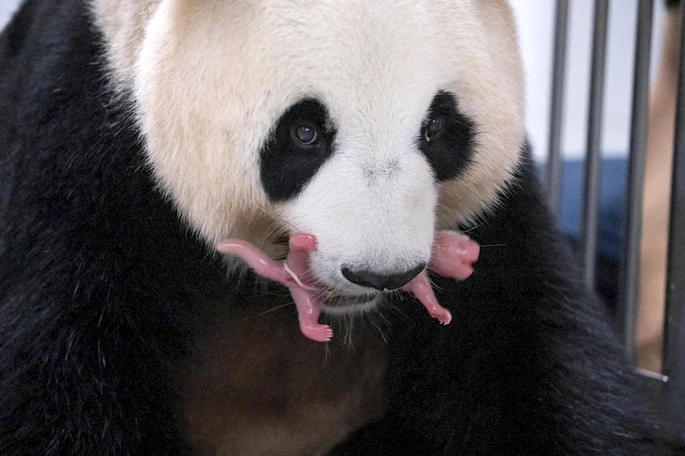 Panda table