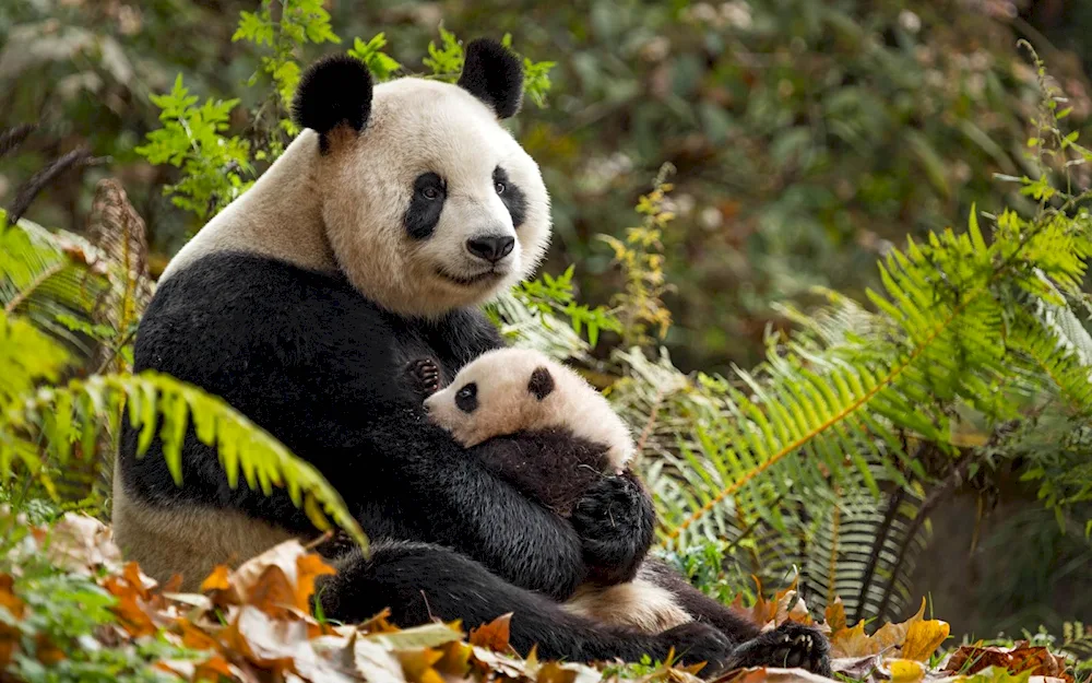 Panda wallpaper