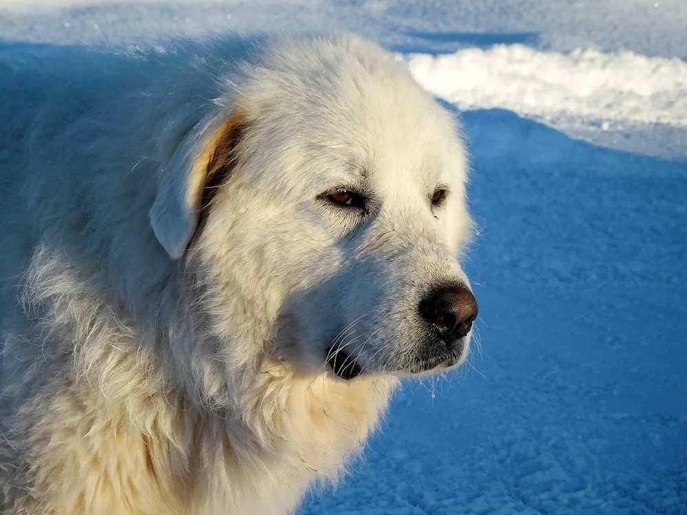 Samoyed Dog