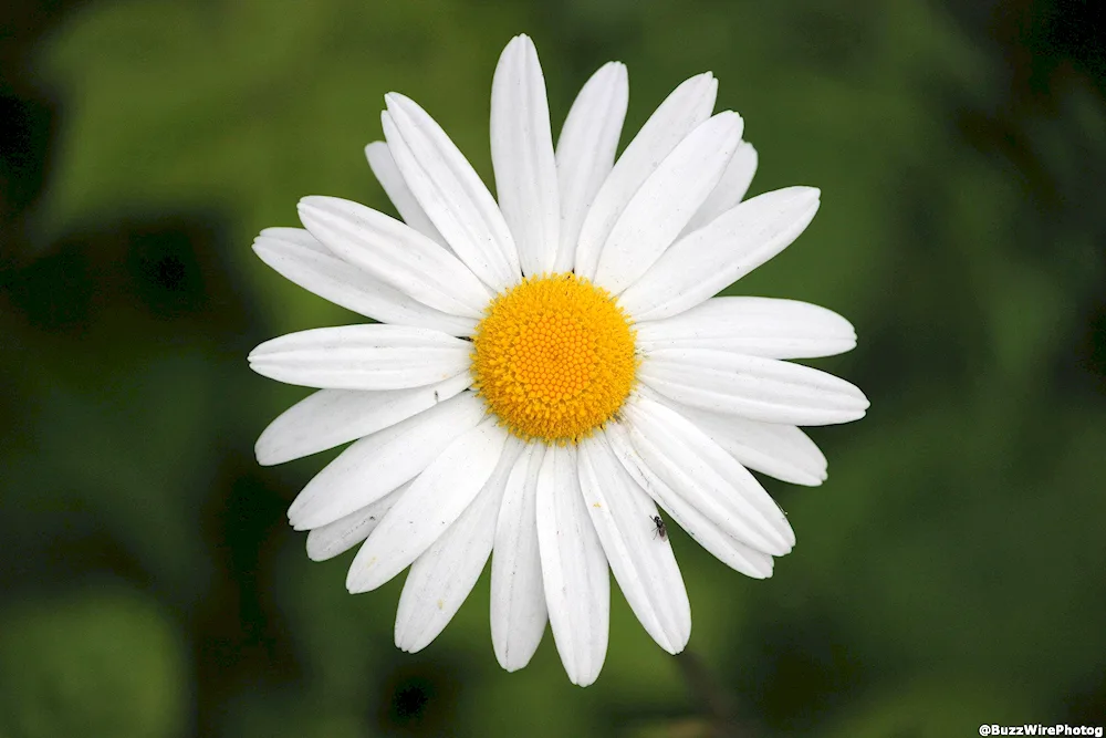 Big Chamomile