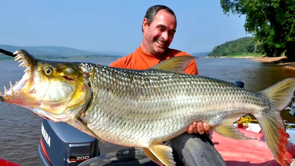 Big tiger fish Goliath