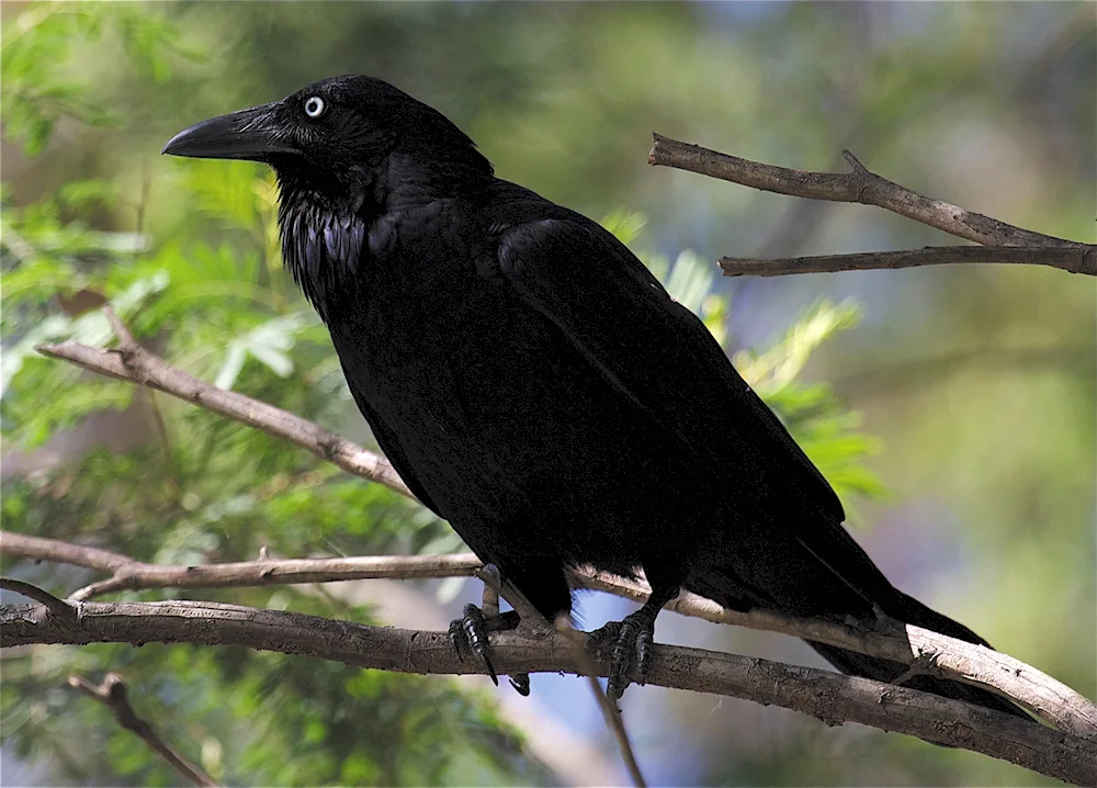 CrowWhistler