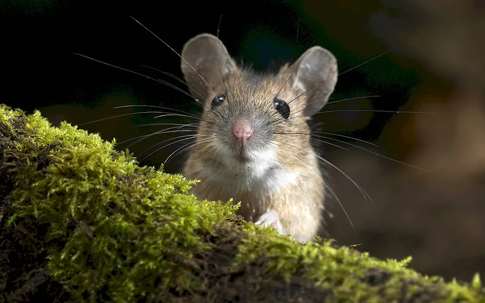 Big-eared vole