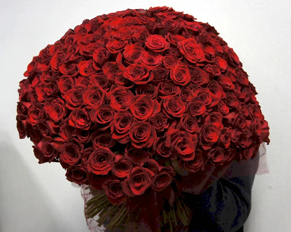 Bush roses 51 pcs