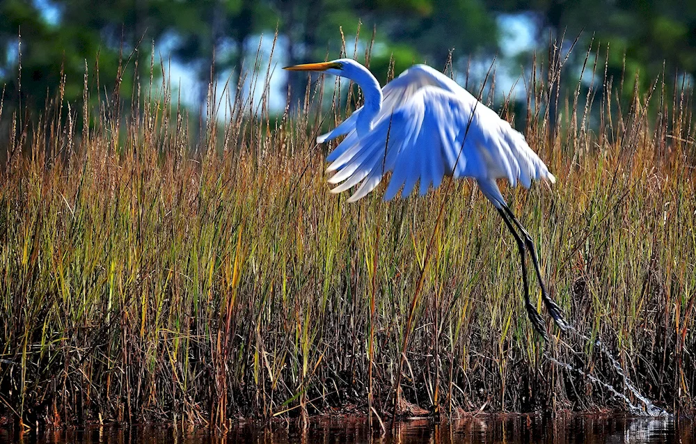 Heron heron