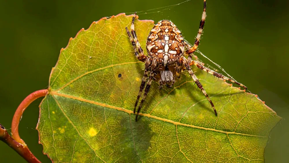 Carakurt spider's web