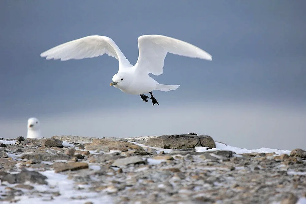 Big Arctic White Gull Reserve