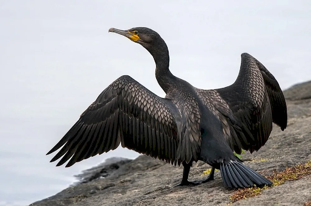 Big Atlantic Cormorant