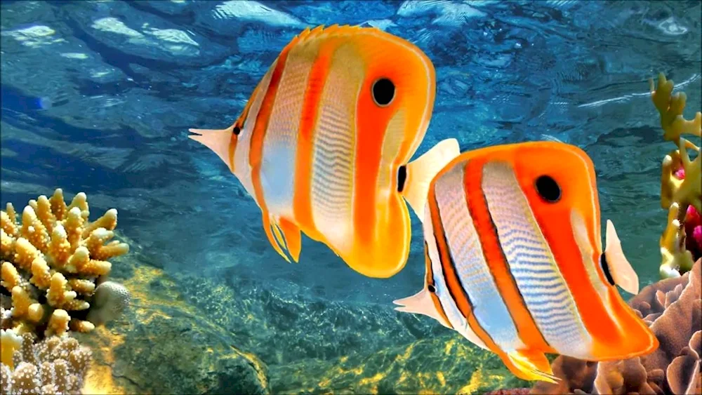 Big Barrier Reef fish