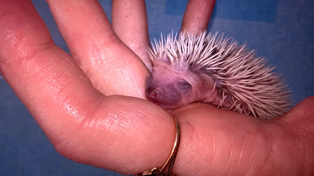 Pregnant hedgehog