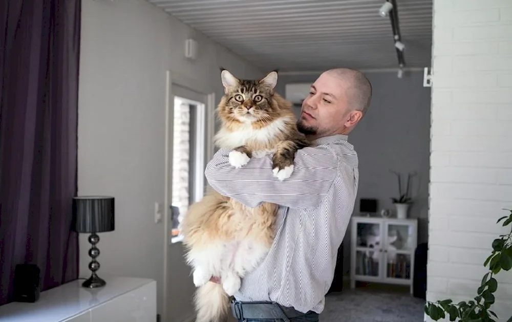 Bigger Maine Coon cat