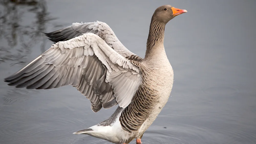 Wild migratory geese