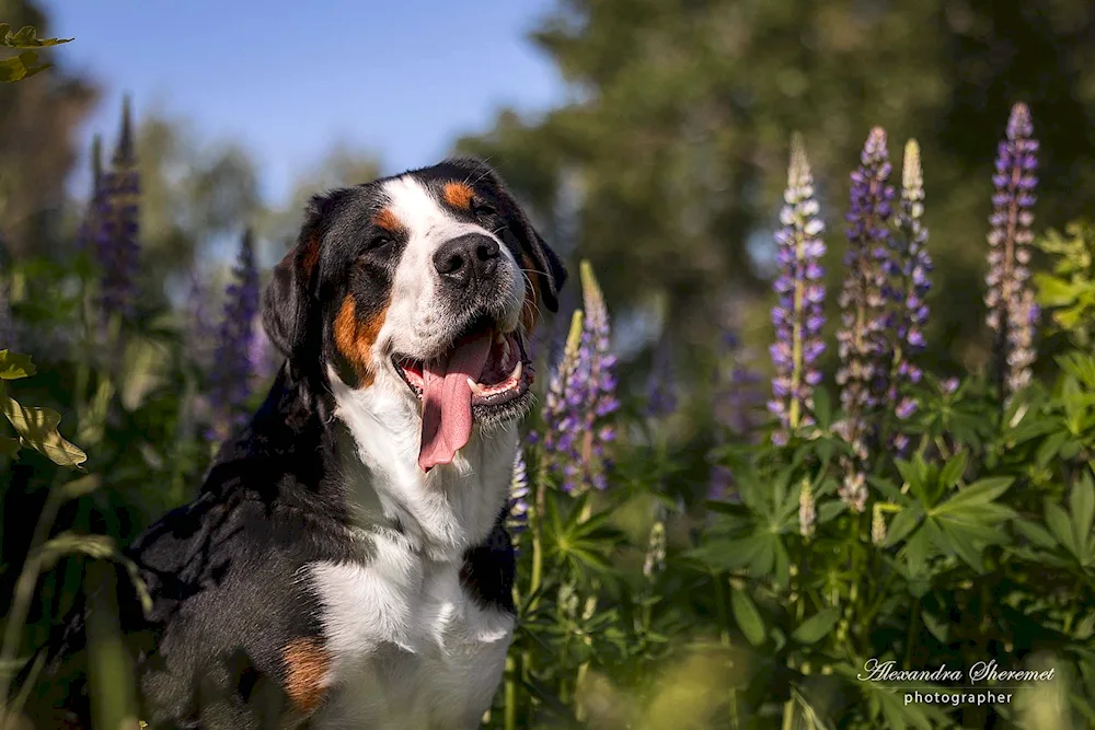 Big Swiss Zennenhund