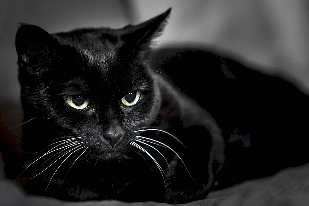 Bombay cat