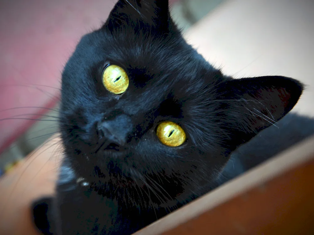 Bombay cat