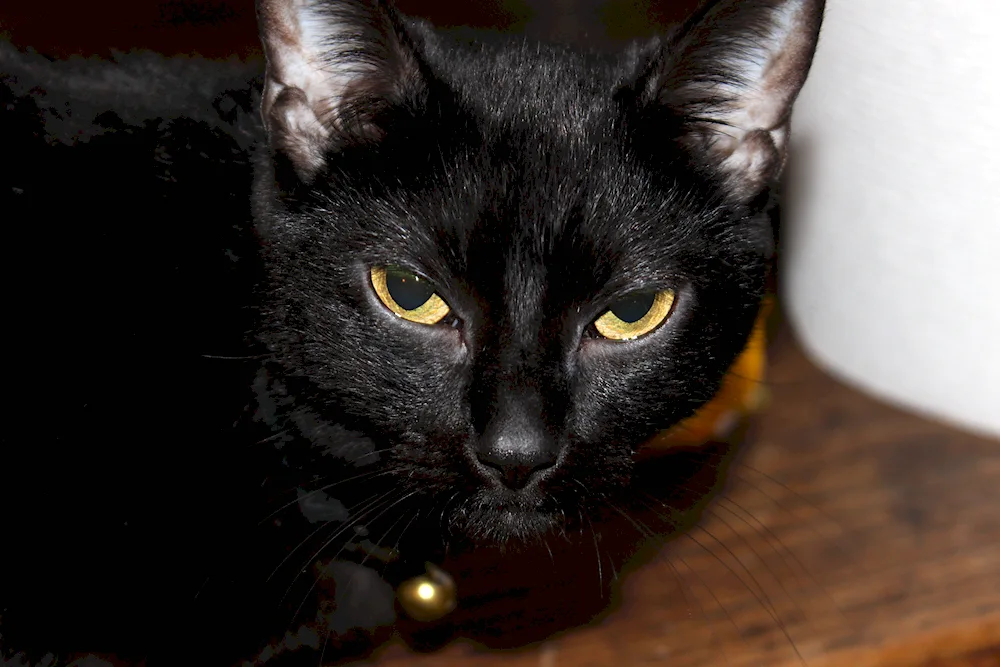 Bombay cat