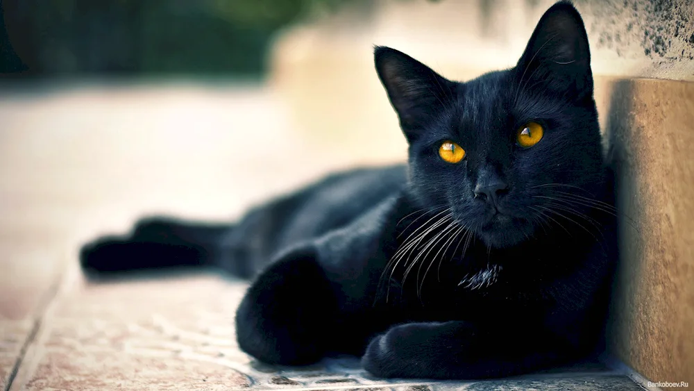 Black cat