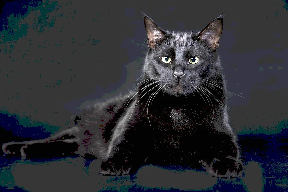 Bombay cat