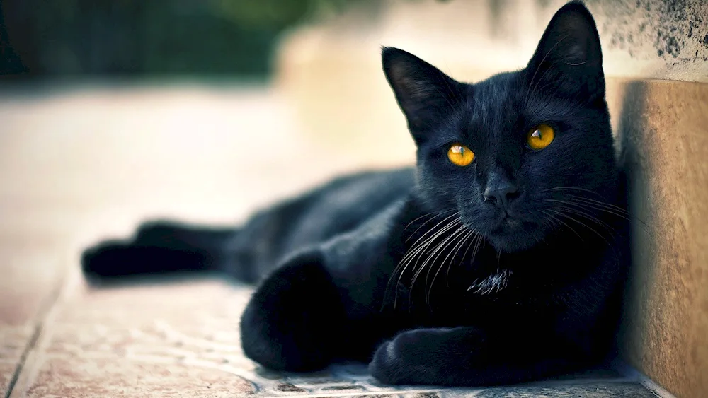 Bombay cat