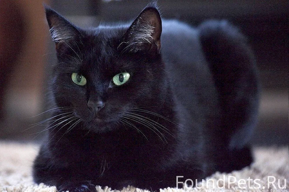 Bombay cat